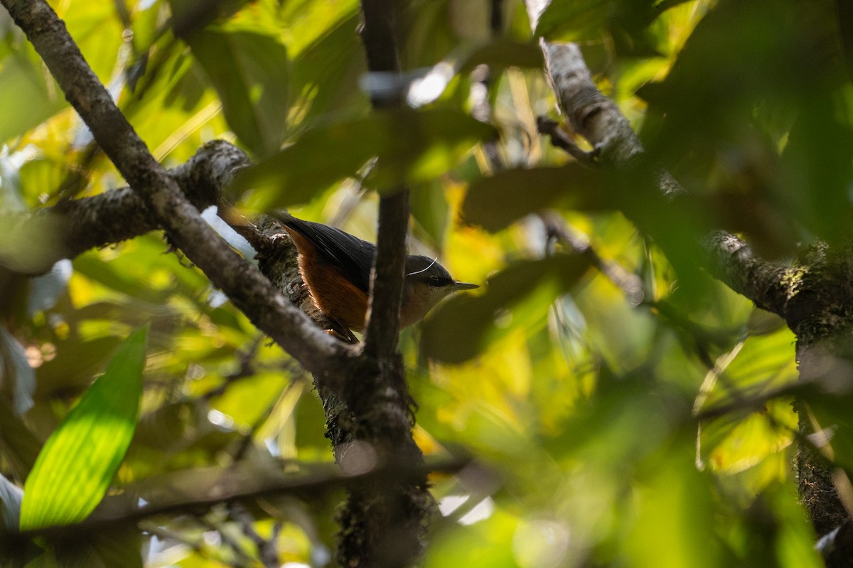 White-tailed Nuthatch - Sushant Jadhav