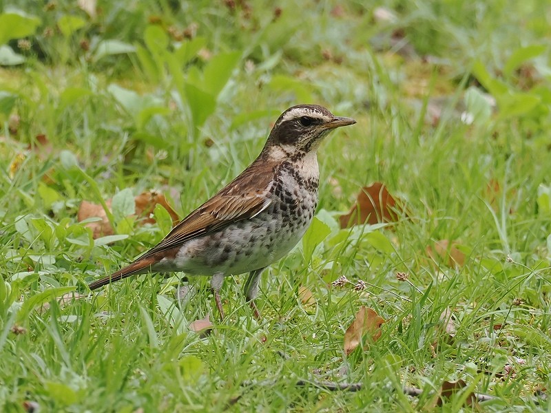 Dusky Thrush - ML617554755