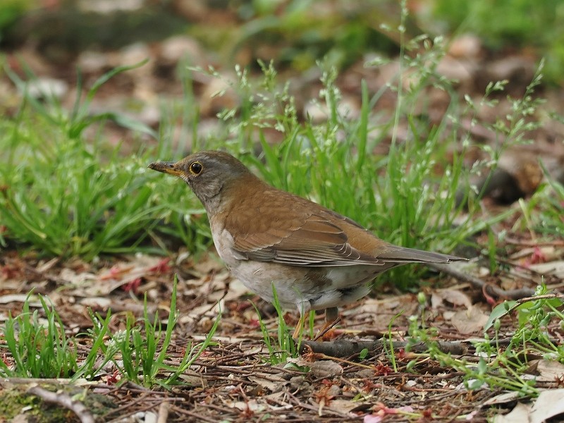 Pale Thrush - ML617554756