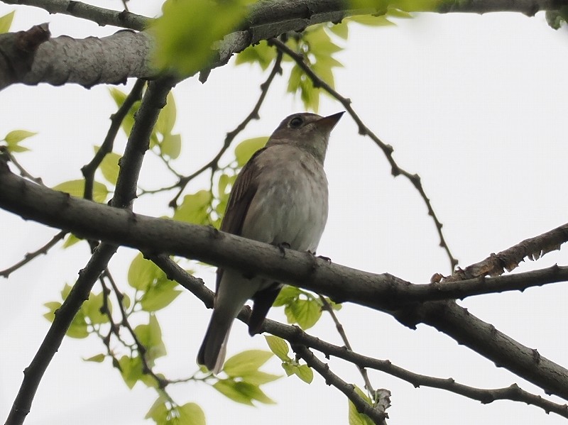 Asian Brown Flycatcher - ML617554763