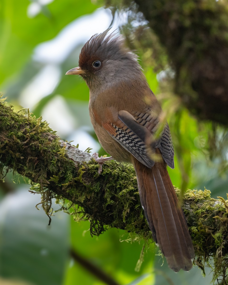 Rusty-fronted Barwing - Sushant Jadhav