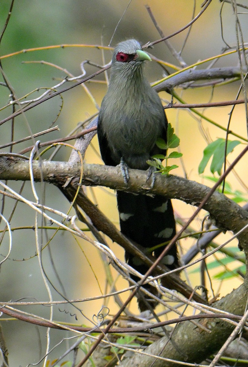 Green-billed Malkoha - ML617554790