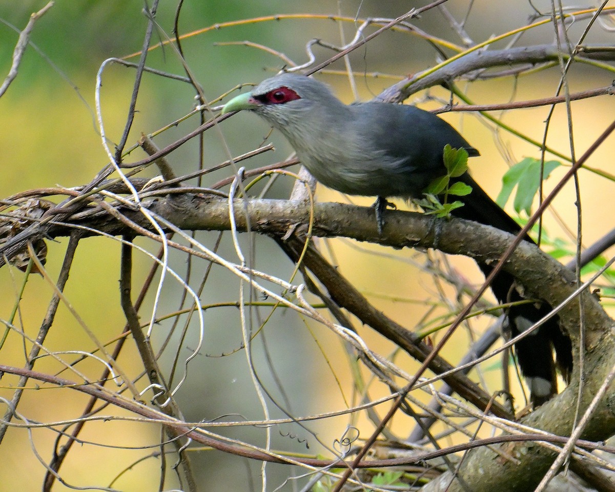 Green-billed Malkoha - ML617554792