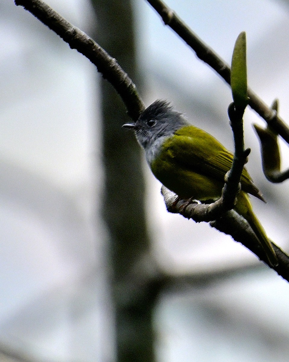 Gray-headed Canary-Flycatcher - ML617554800