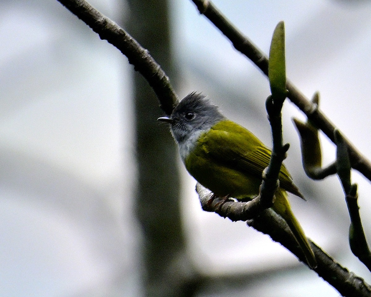 Gobemoustique à tête grise - ML617554801