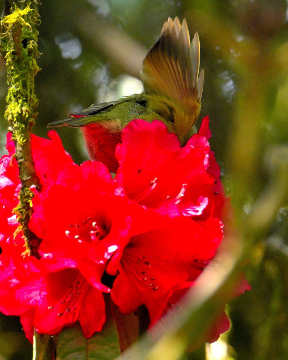 Yellow-browed Tit - ML617554823