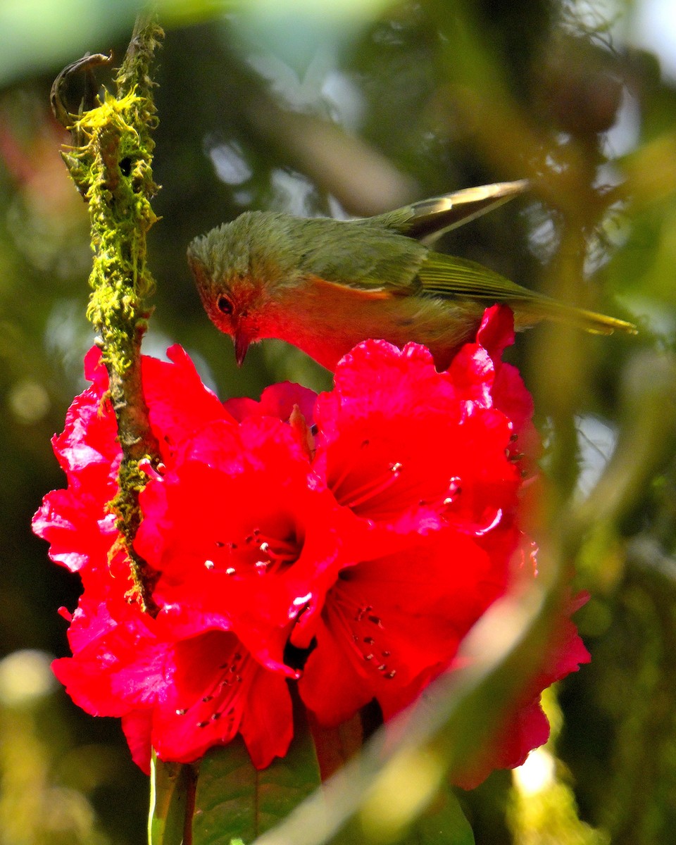 Yellow-browed Tit - ML617554824