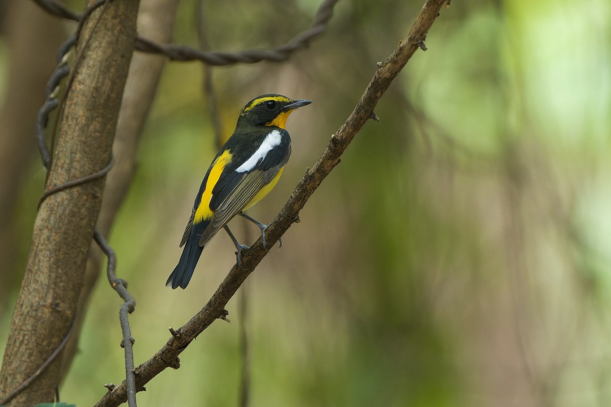 Narcissus Flycatcher - ML617554838