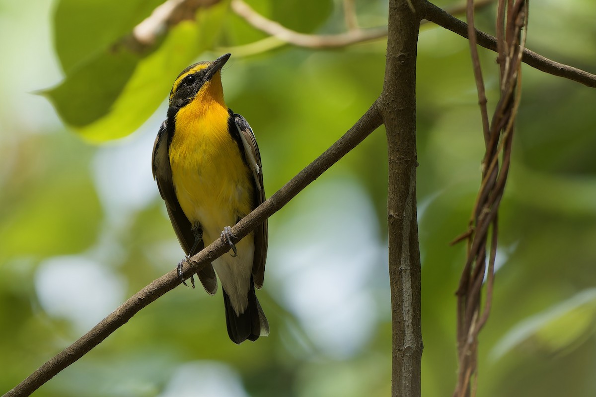 Narcissus Flycatcher - ML617554839