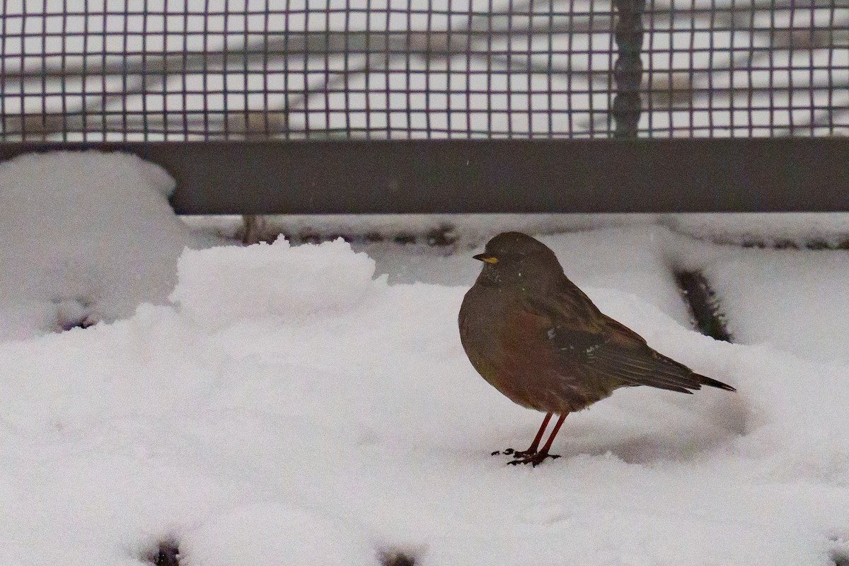 Alpine Accentor - ML617554840