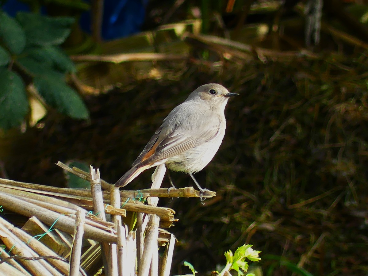 Black Redstart - ML617554848