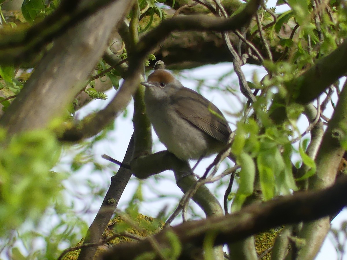 Eurasian Blackcap - ML617554854