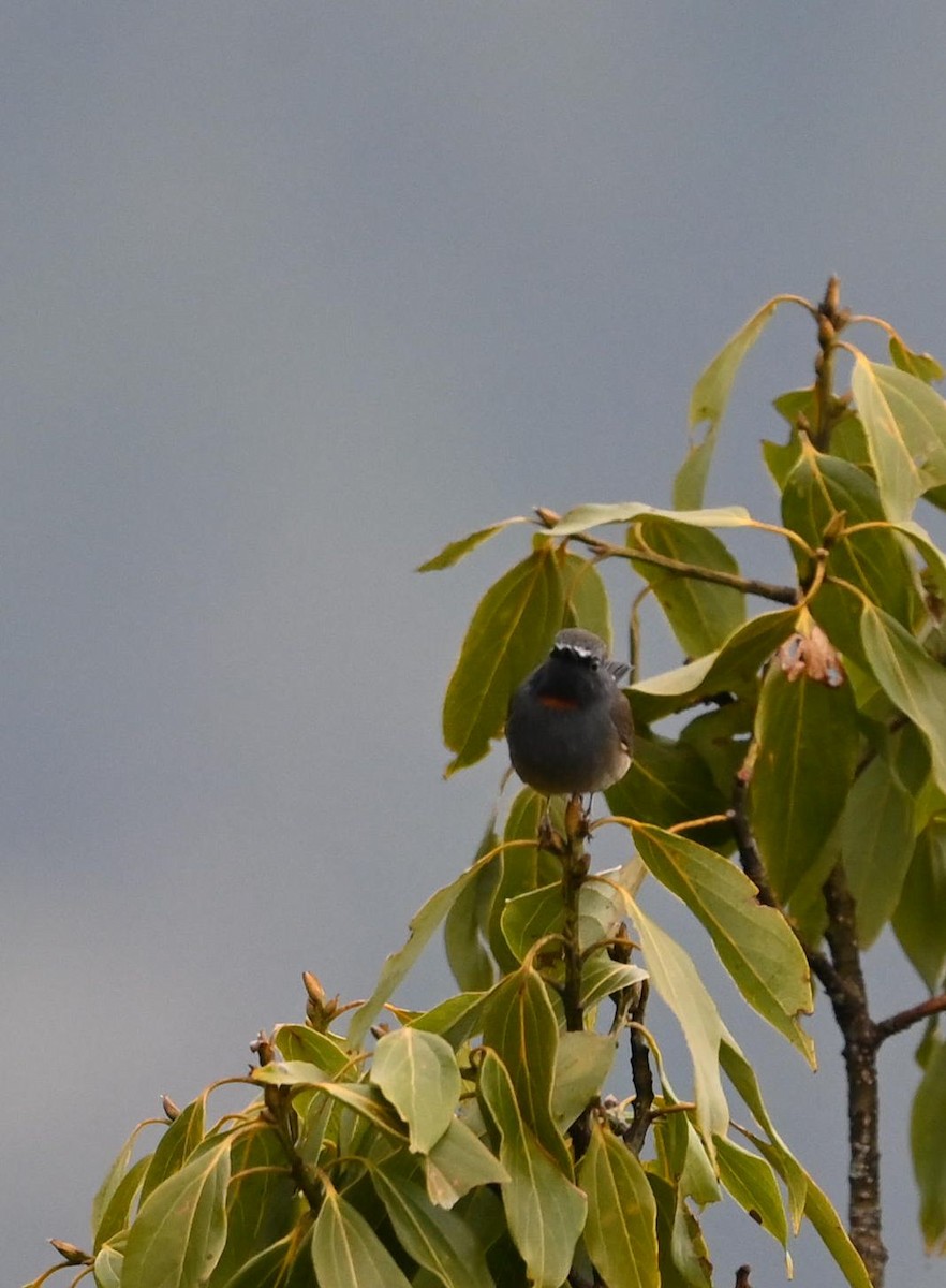 Rufous-gorgeted Flycatcher - ML617554860