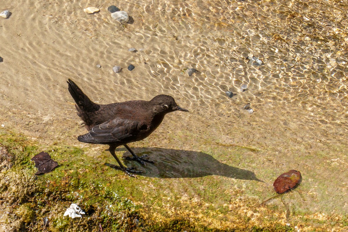 Brown Dipper - ML617554862