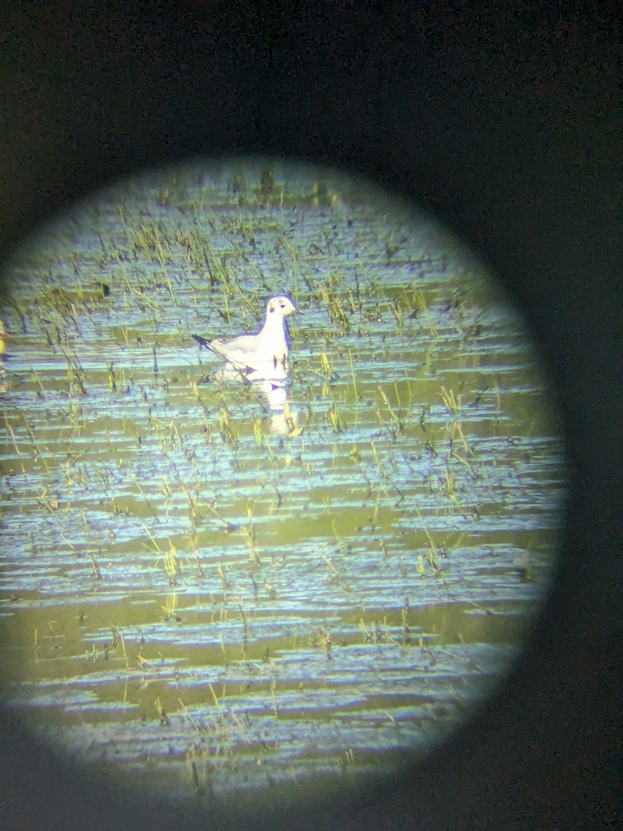 Bonaparte's Gull - ML617554869