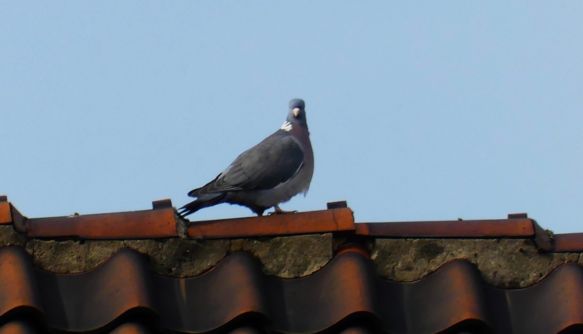 Common Wood-Pigeon - ML617554871
