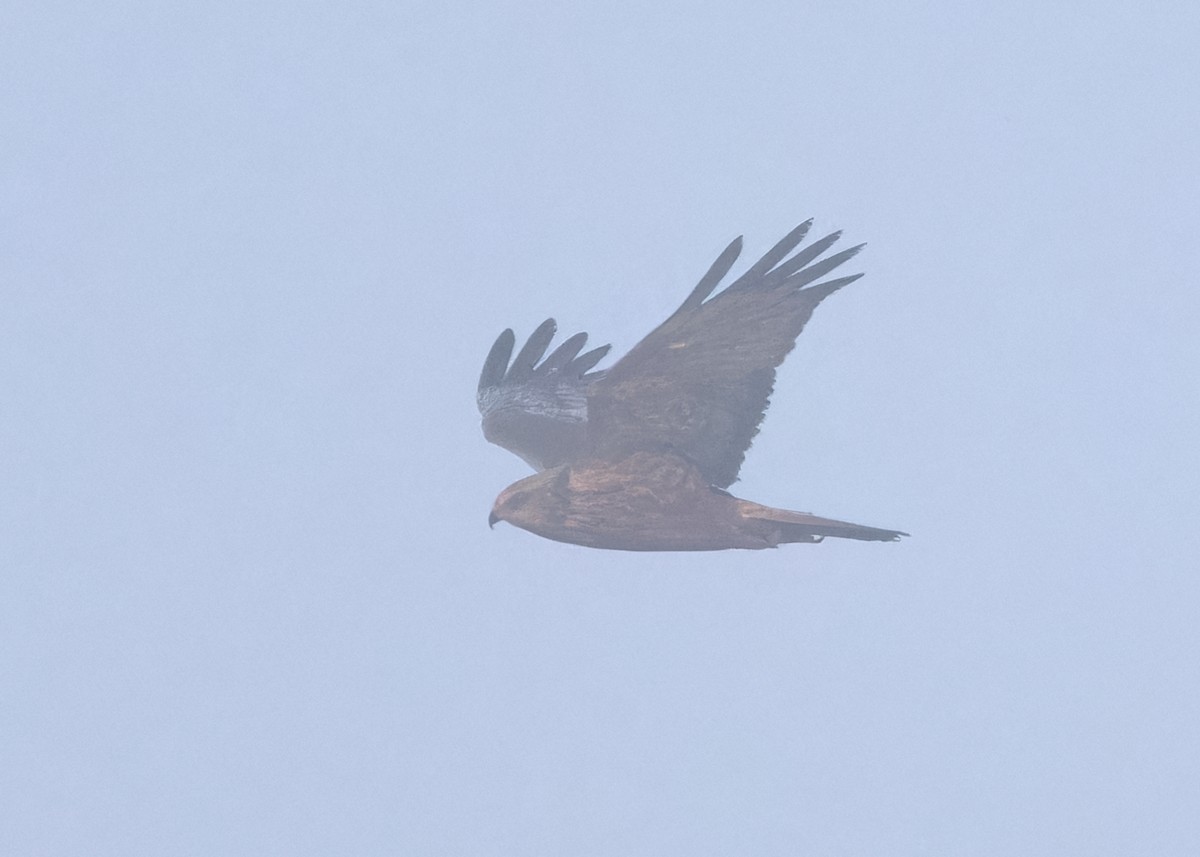 Western Marsh Harrier - ML617554885