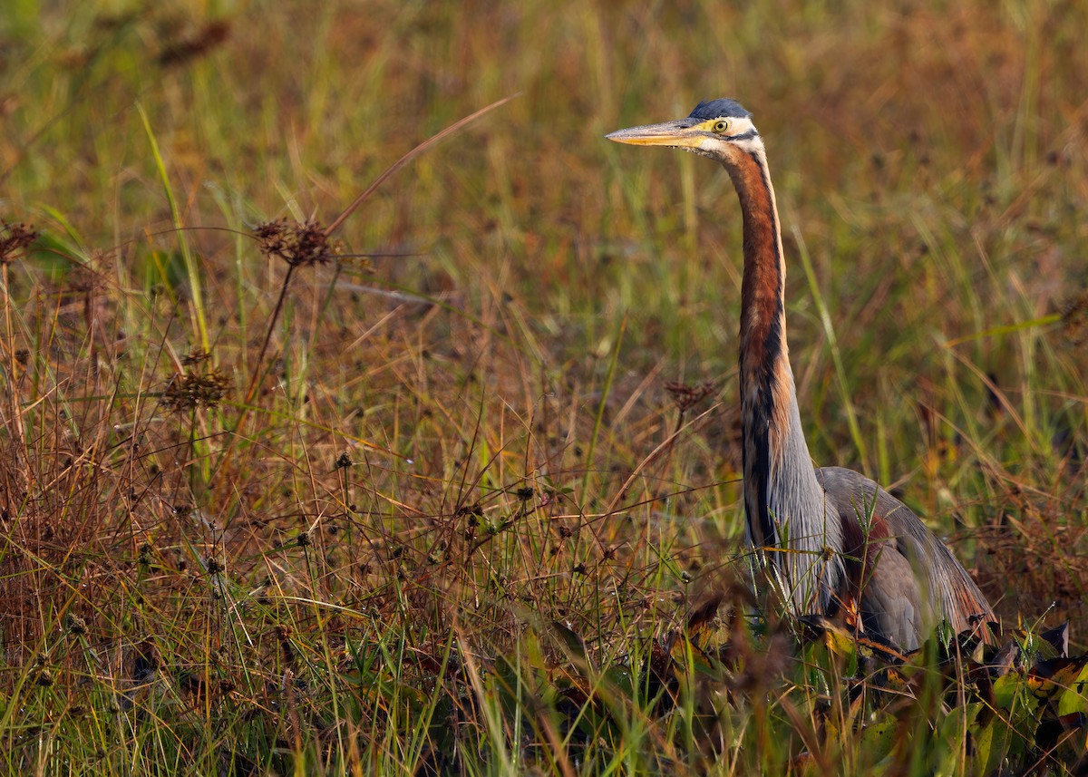 Purple Heron (Purple) - Ayuwat Jearwattanakanok