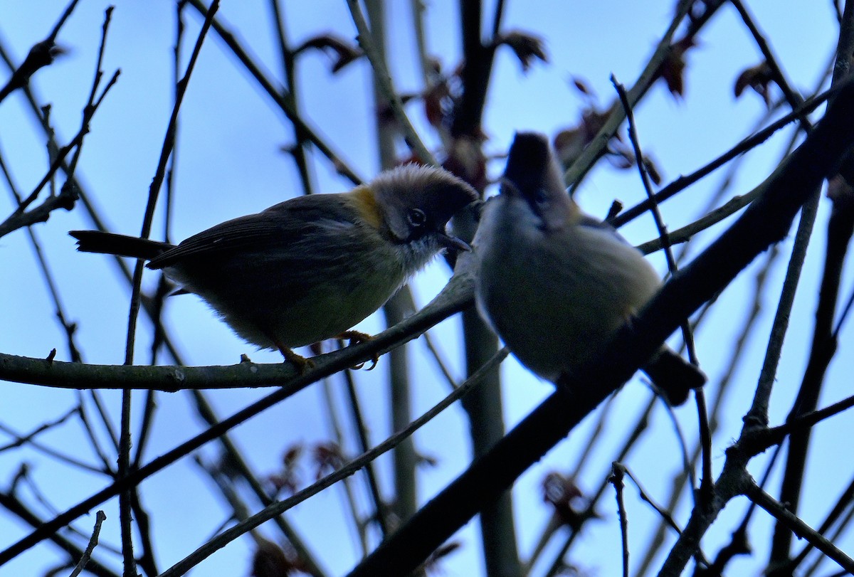 Whiskered Yuhina - ML617554897