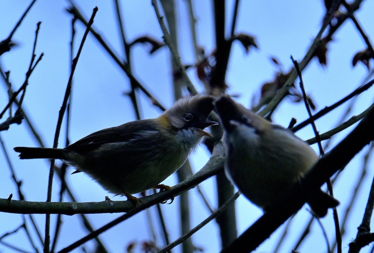 Yuhina à cou roux - ML617554899