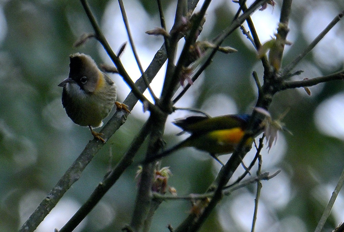 Yuhina à cou roux - ML617554901