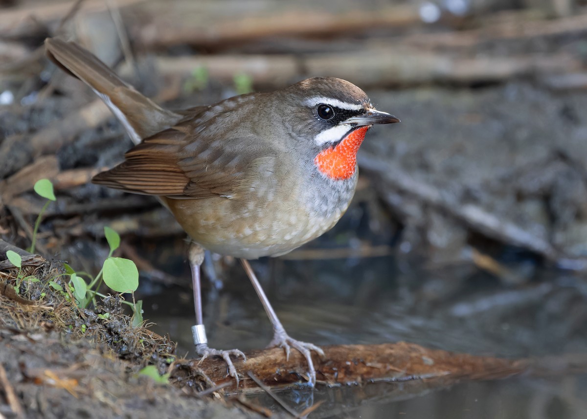 Siberian Rubythroat - Ayuwat Jearwattanakanok