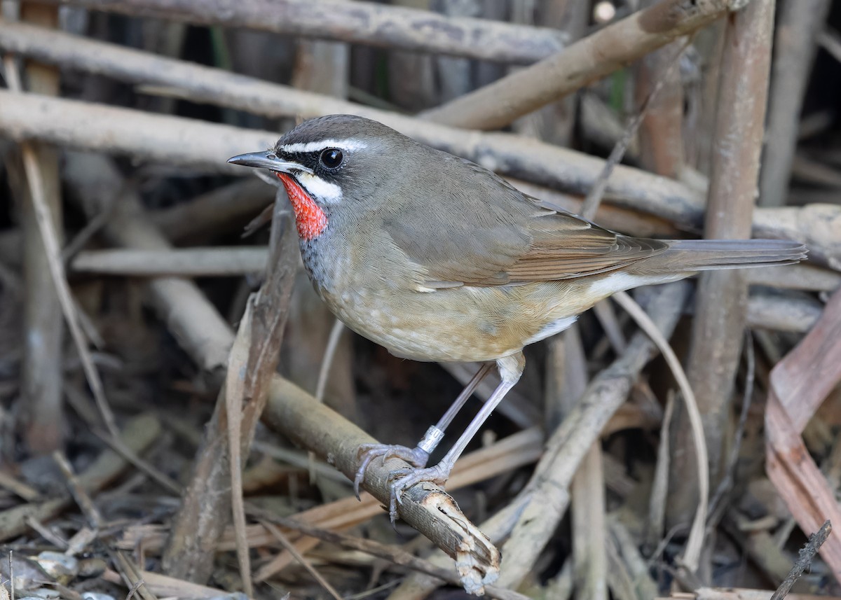 Siberian Rubythroat - ML617554911