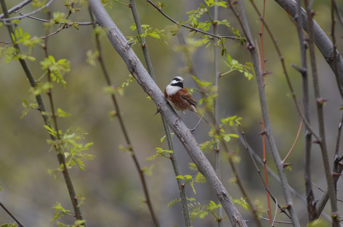 White-capped Bunting - ML617554920