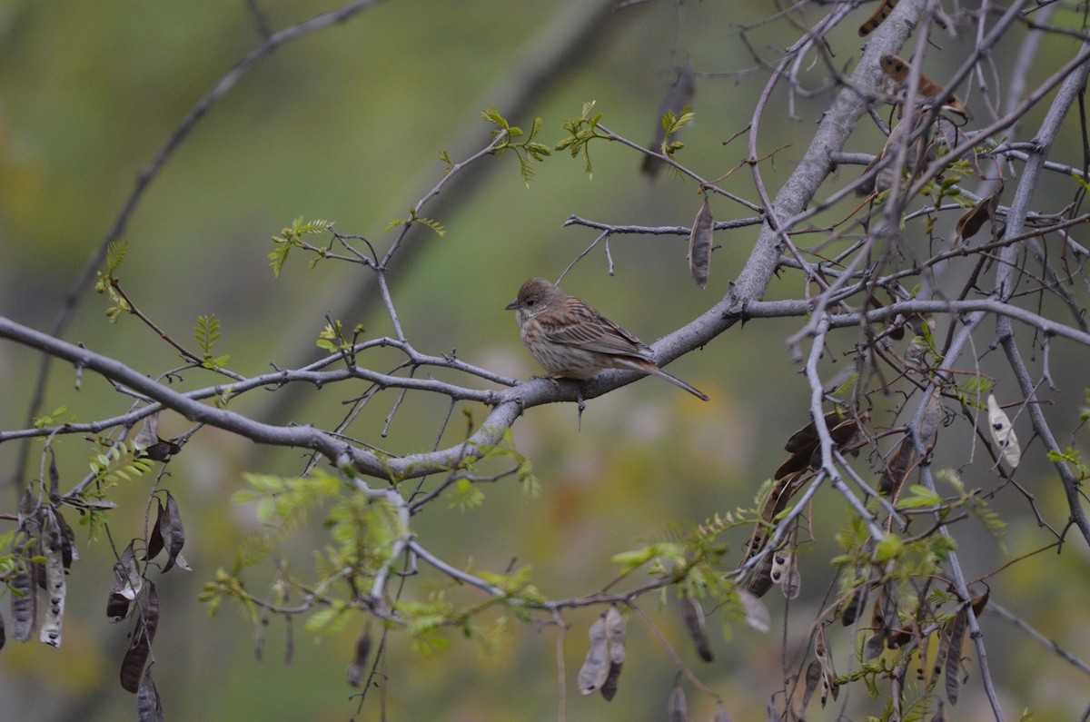 White-capped Bunting - ML617554921