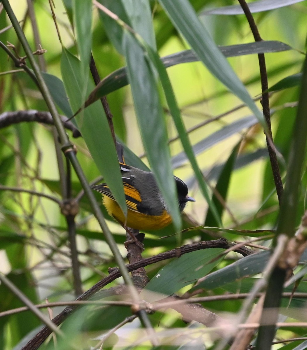 Golden-breasted Fulvetta - ML617554927