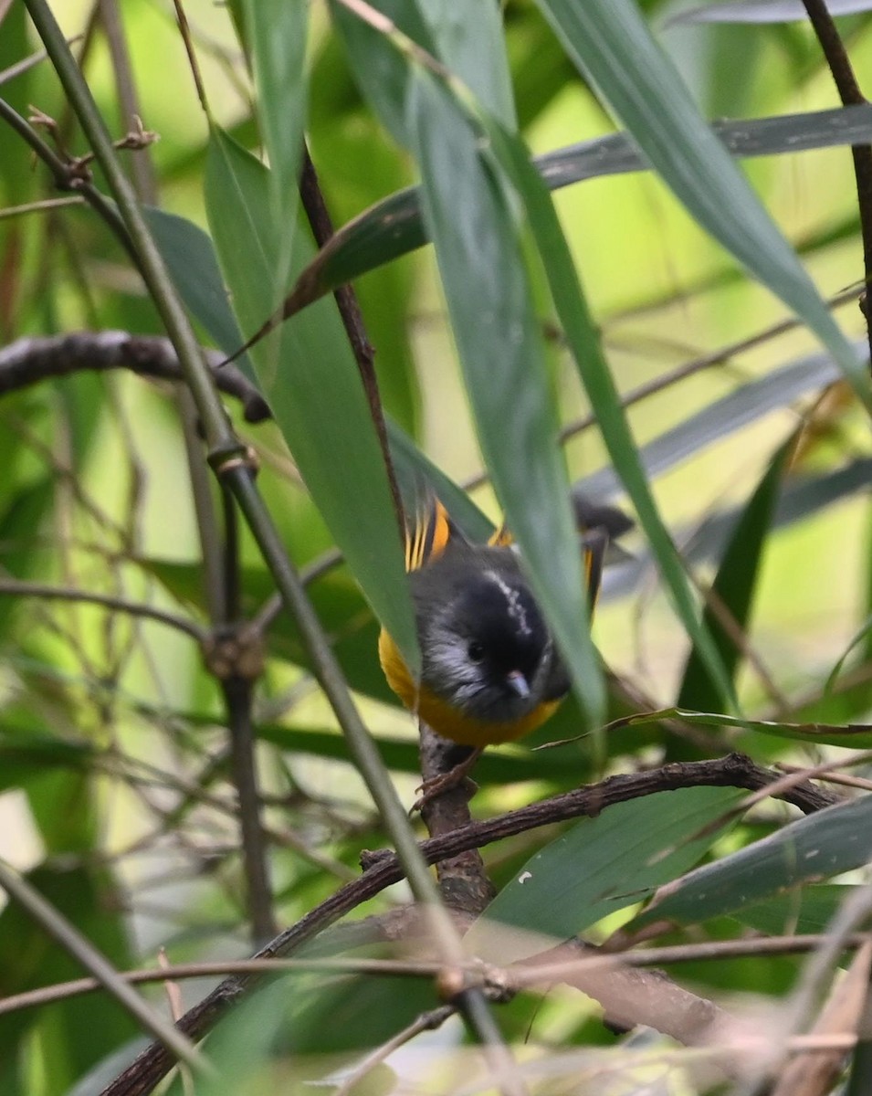 Golden-breasted Fulvetta - ML617554928