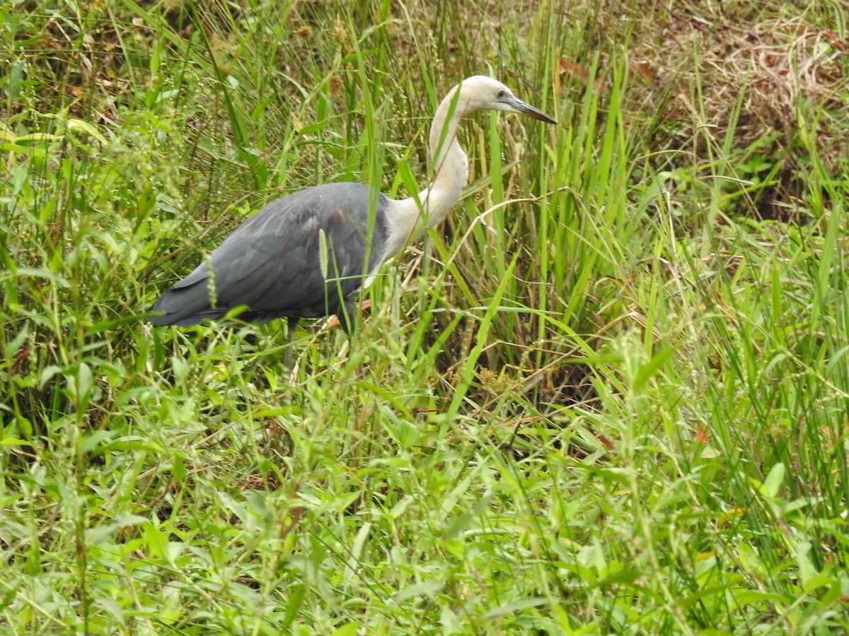 Pacific Heron - ML617554932