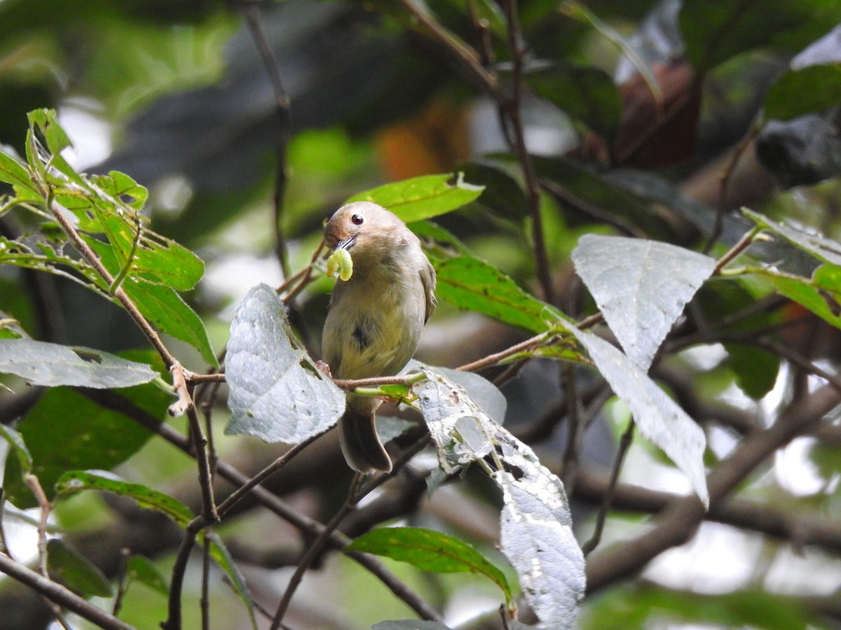 Large-billed Scrubwren - ML617554933