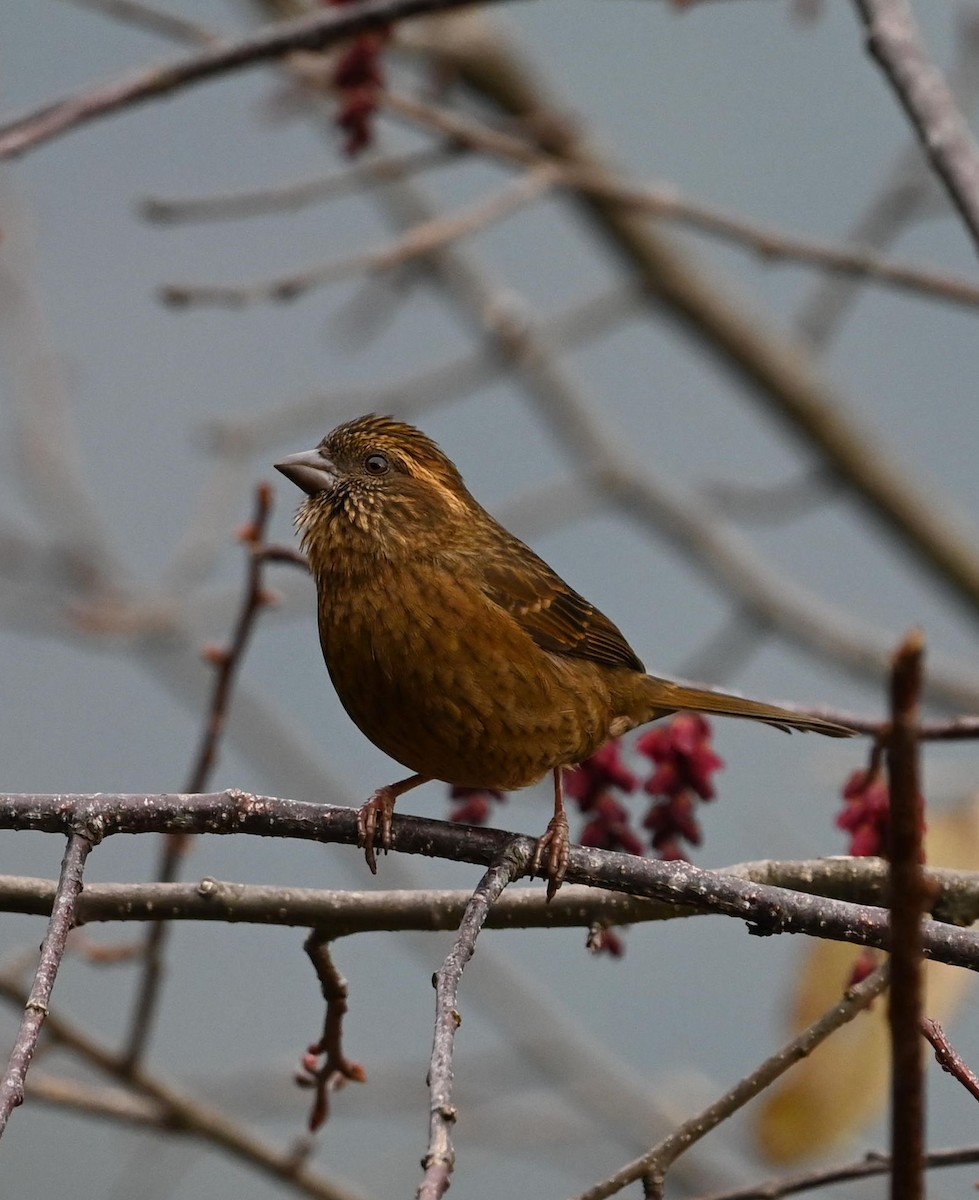 Dark-rumped Rosefinch - ML617554961