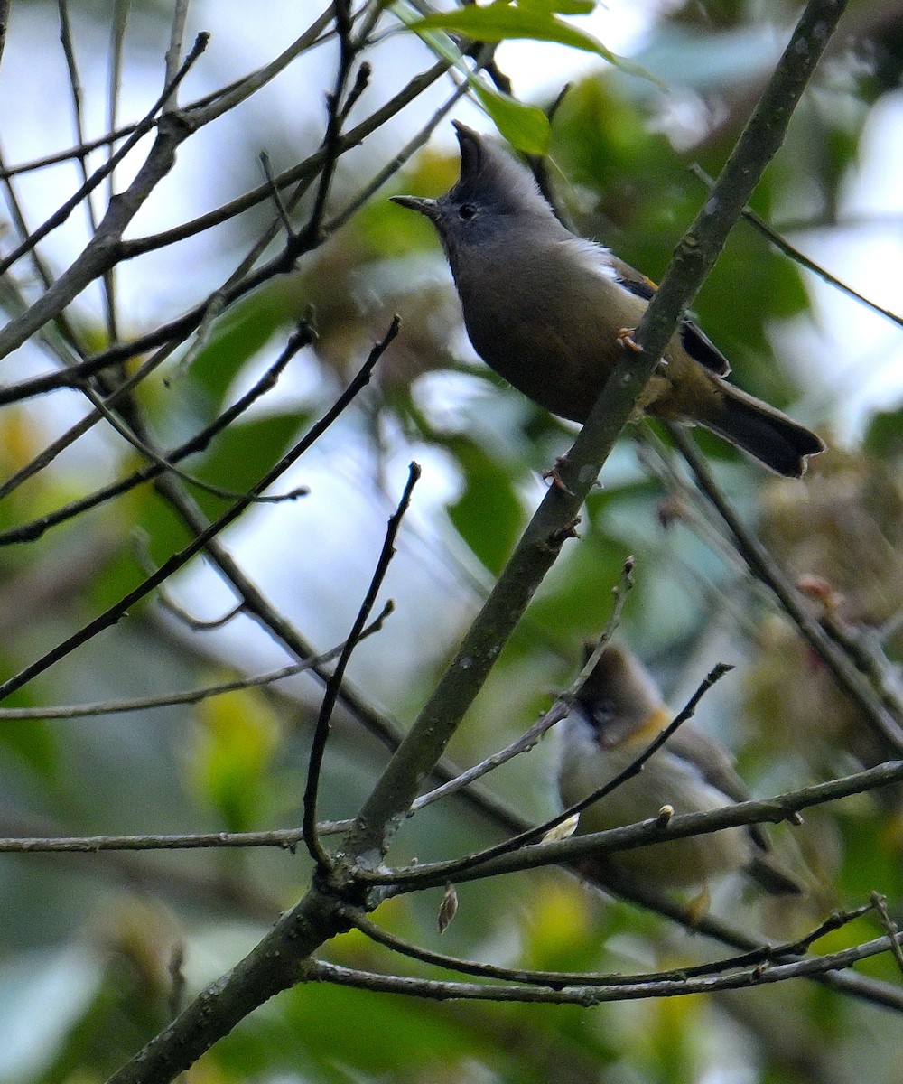 Yuhina à gorge striée - ML617554965