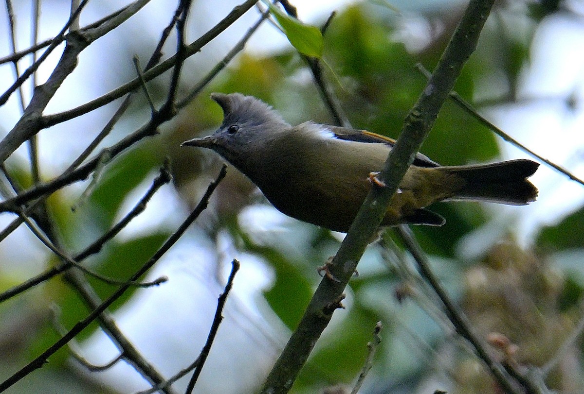 Yuhina à gorge striée - ML617554966