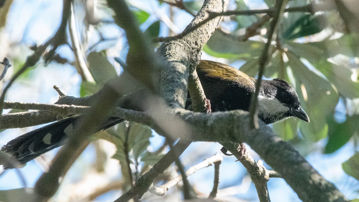 Eastern Whipbird - ML617554992