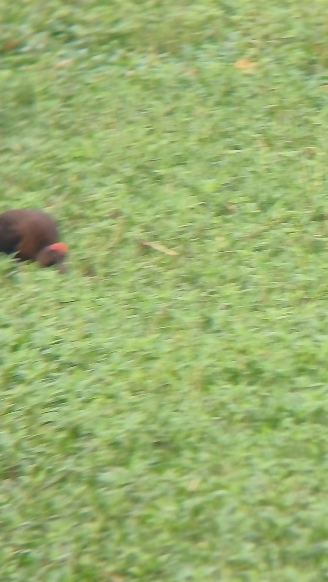 Red-naped Ibis - ML617555026