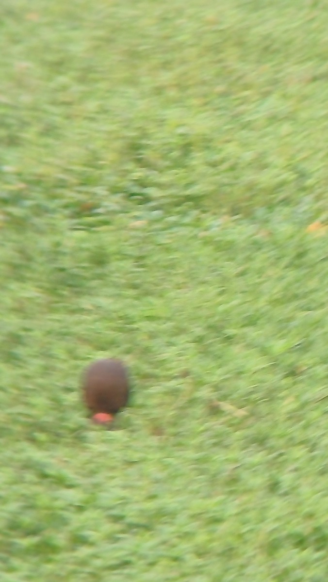 Red-naped Ibis - ML617555029