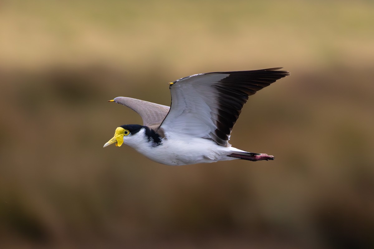 Masked Lapwing - ML617555030