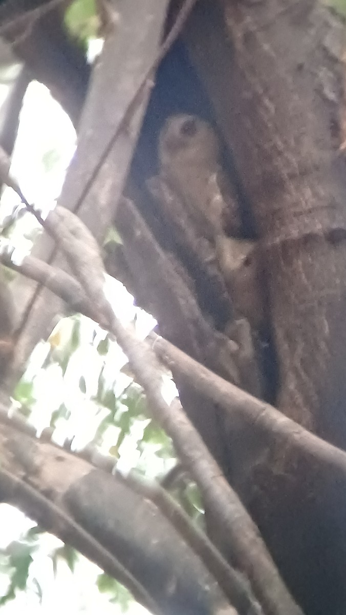 Indian Scops-Owl - ML617555035