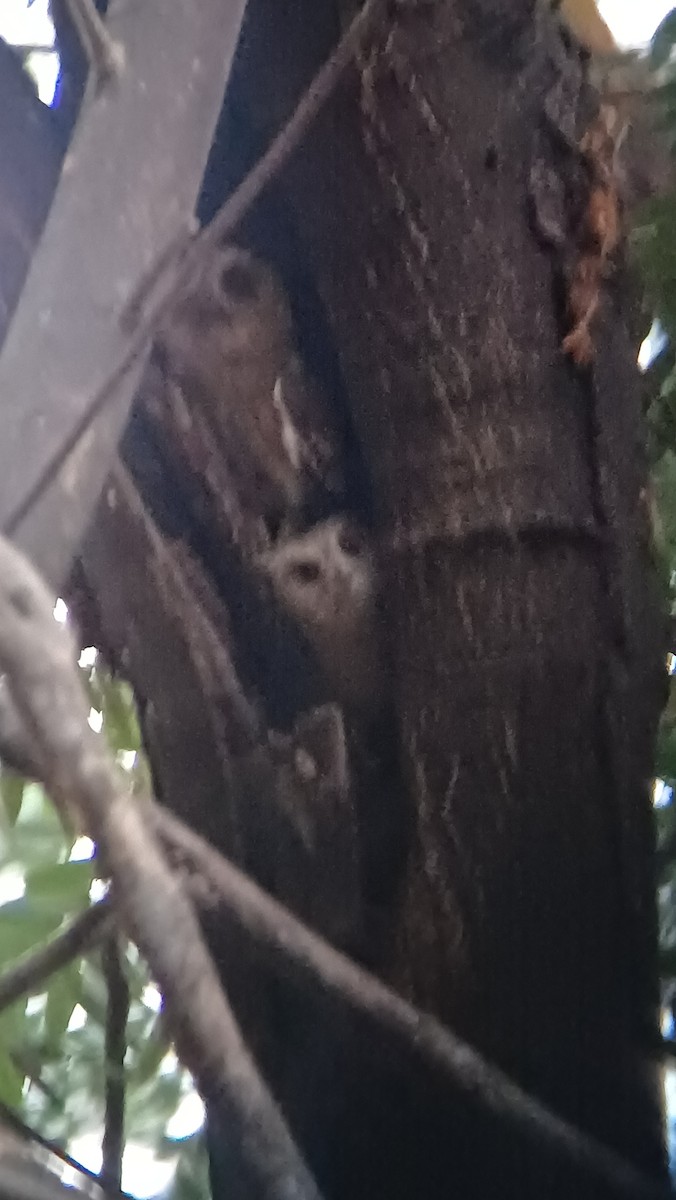 Indian Scops-Owl - ML617555036