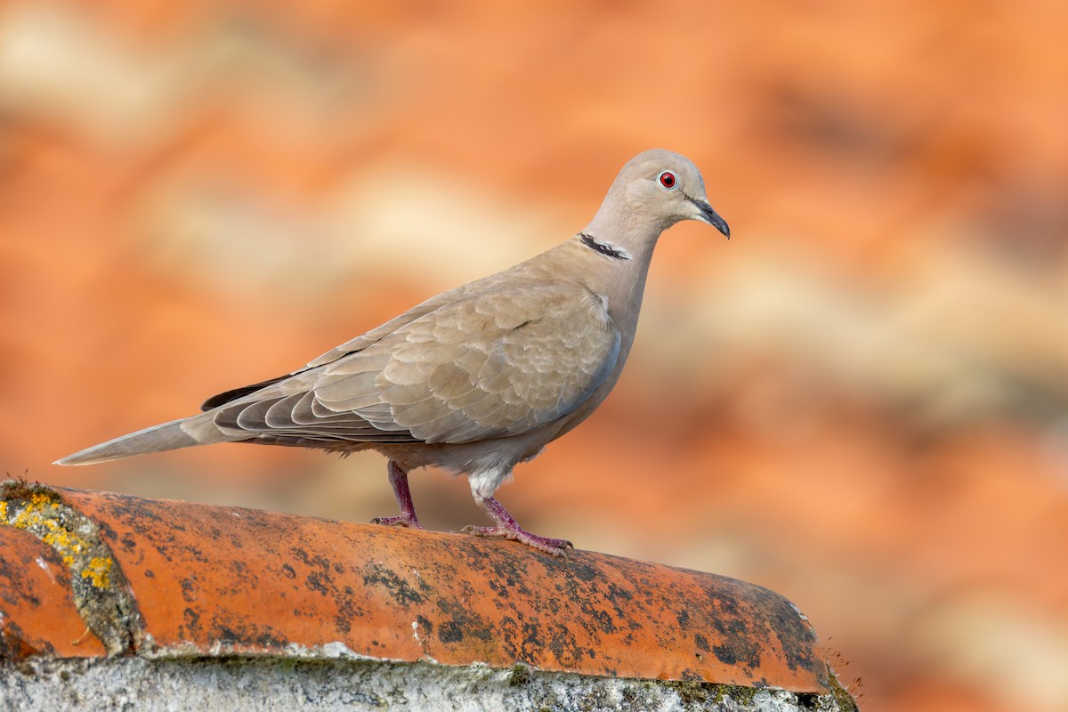 Eurasian Collared-Dove - ML617555037