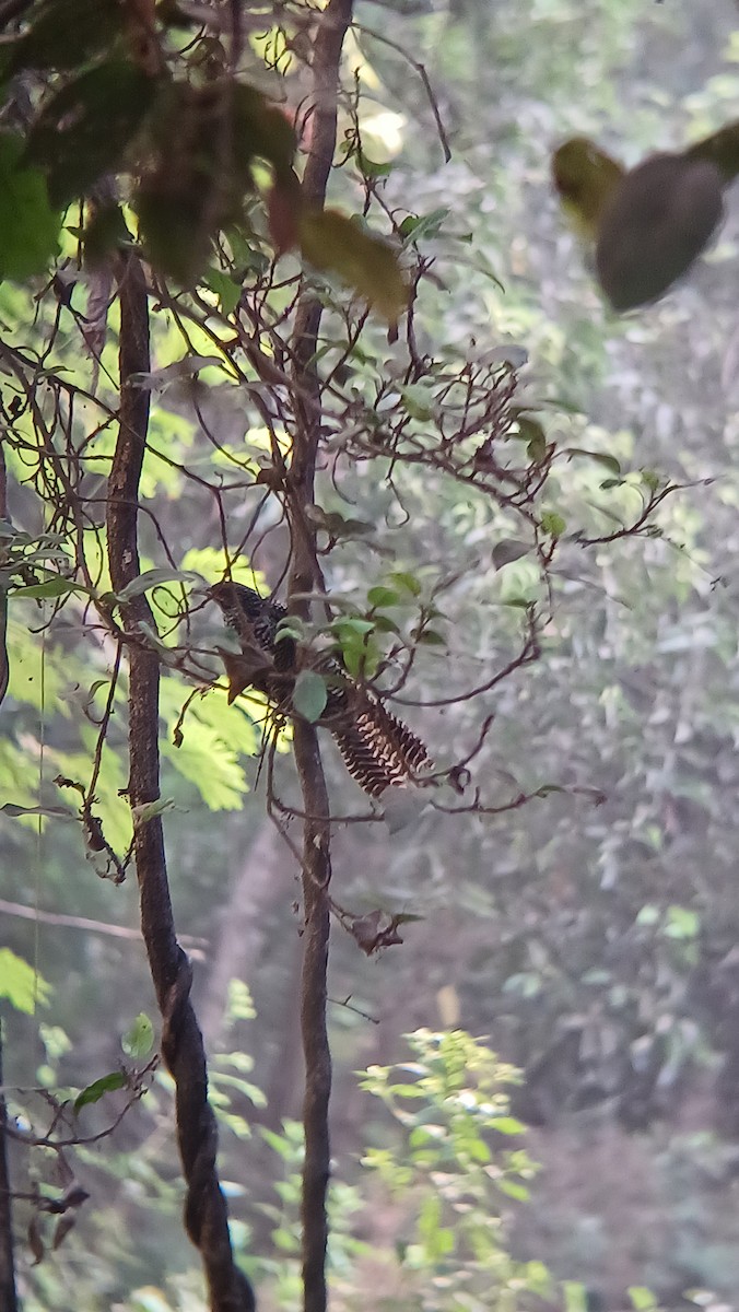 Asian Koel - ML617555051