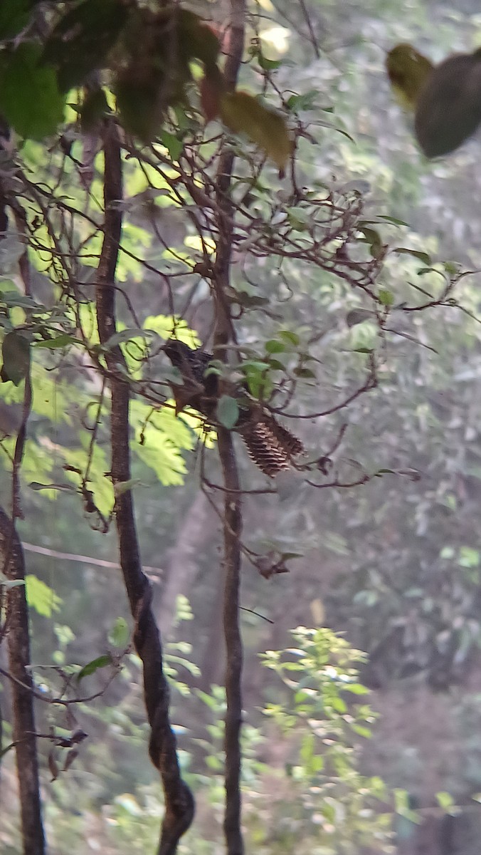 Asian Koel - ML617555052