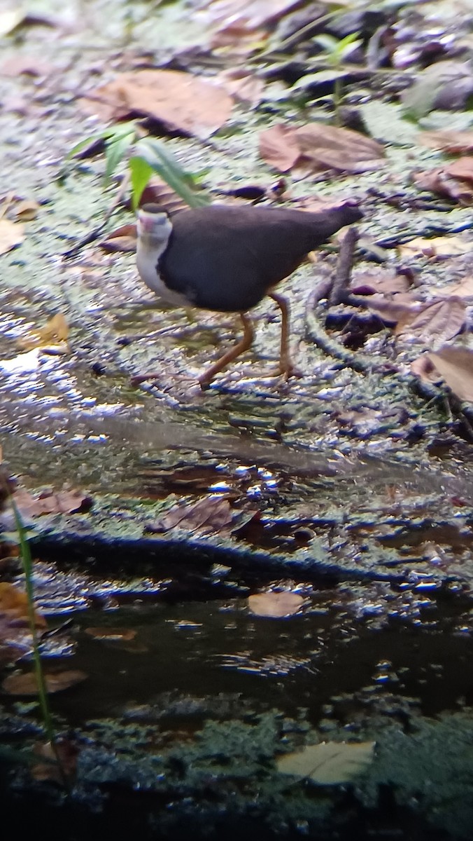 White-breasted Waterhen - ML617555055