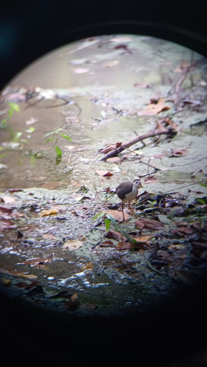 White-breasted Waterhen - ML617555056