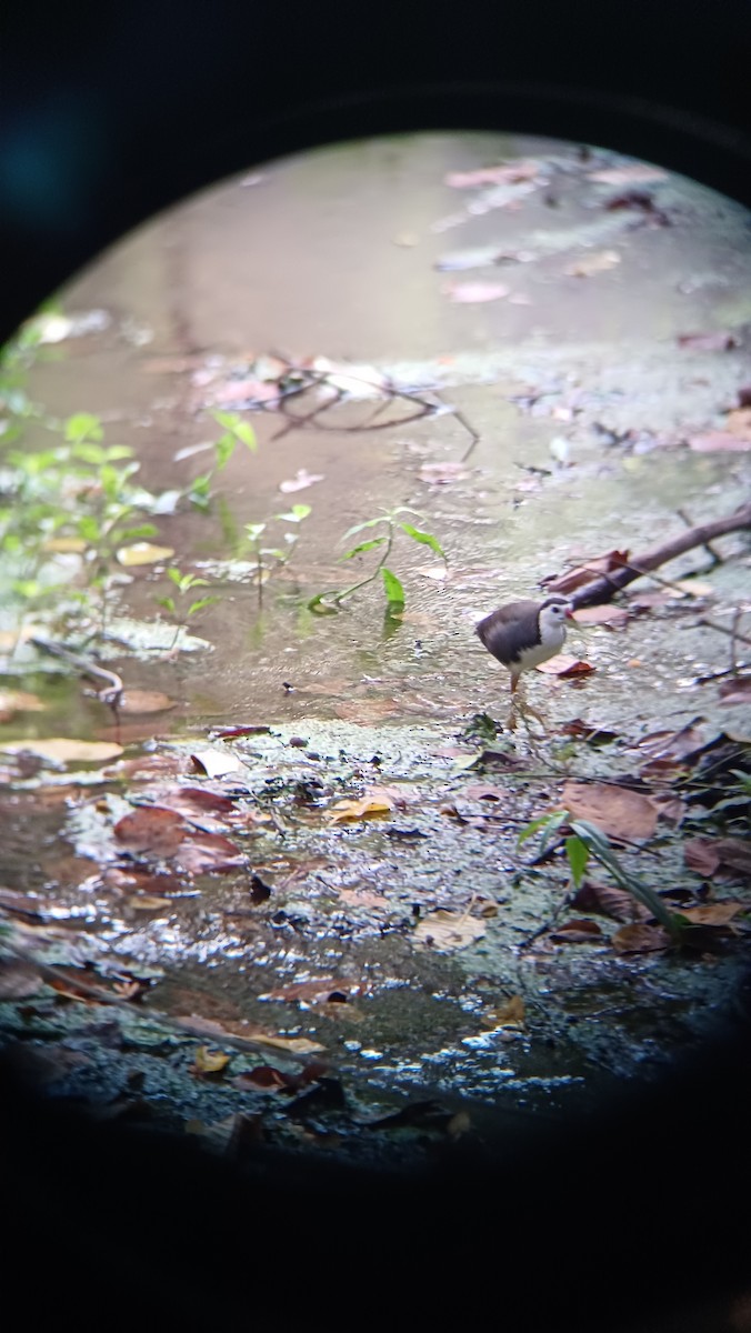 White-breasted Waterhen - ML617555057