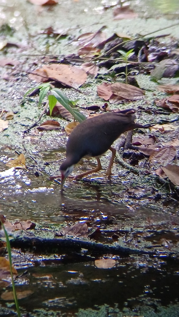 White-breasted Waterhen - ML617555058