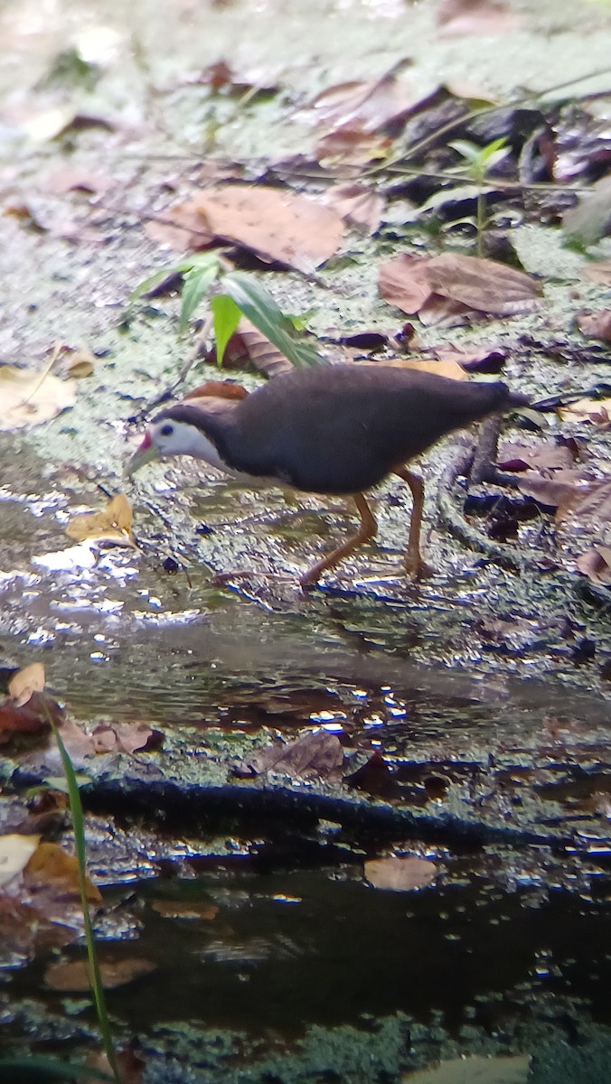 White-breasted Waterhen - ML617555059